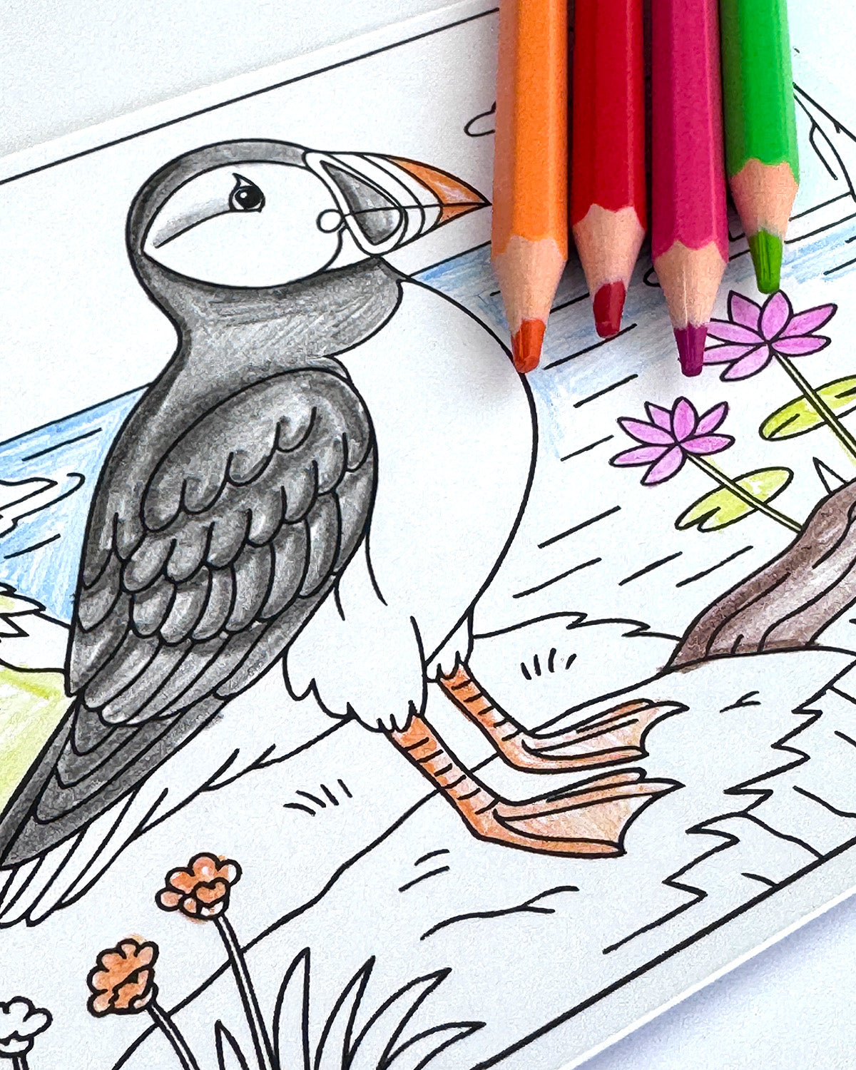 Birds Colouring Postcard Set