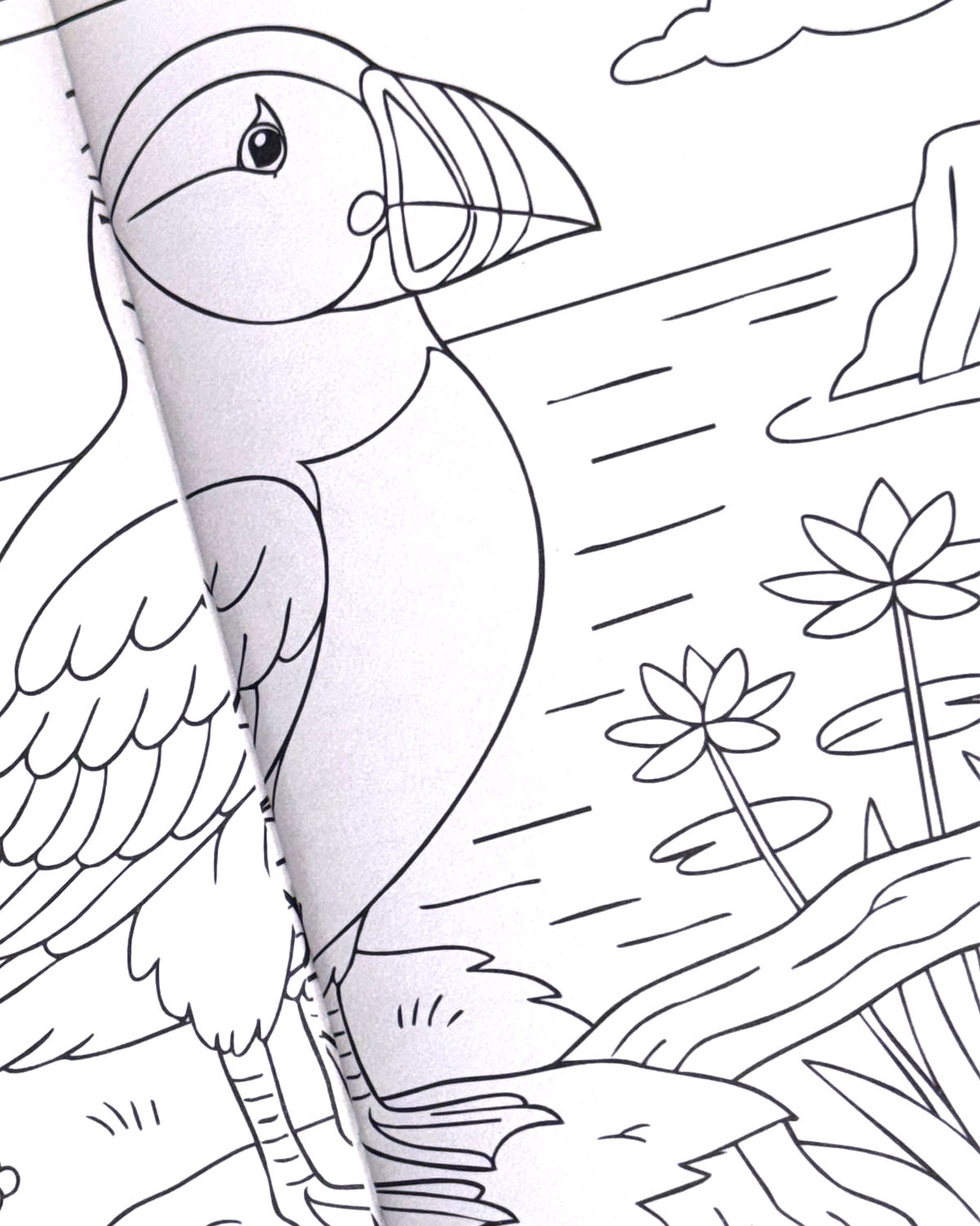 World of Birds Colouring Book