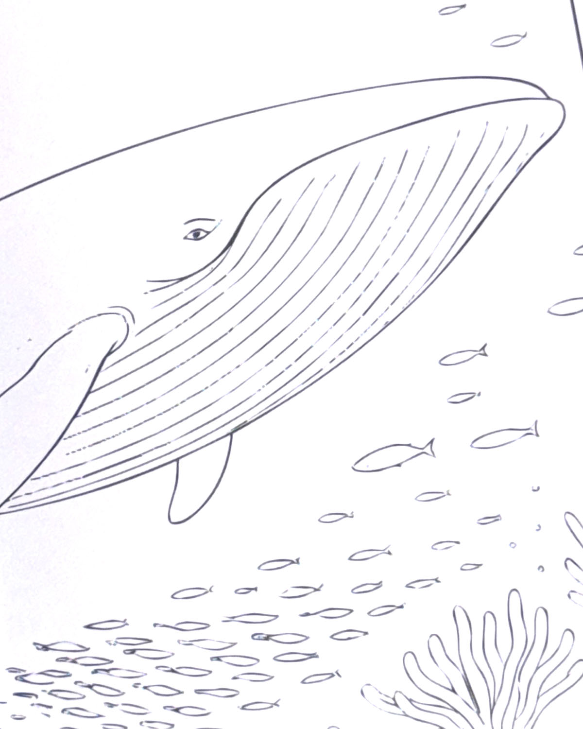 World of Sealife Colouring Book